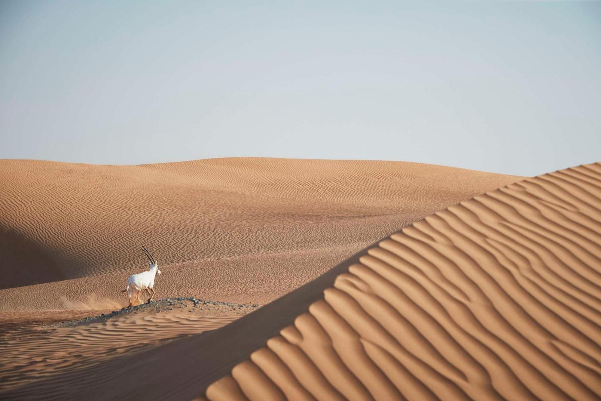 العنوان مول 5*