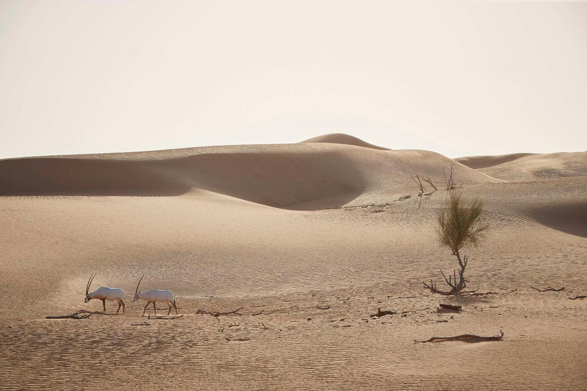 فندق العنوان مول
